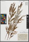 Foto von Salix alba subsp. vitellina (L.) Arcang.